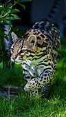 An ocelot at a local zoo.