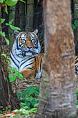 Ein malaiischer Tiger hält eine erholsame Wache.