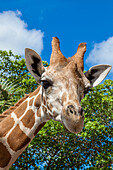 A reticulated giraffe's height gives it a downward glance.