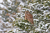 Barred owl in red cedar tree in snow, Marion County, Illinois.