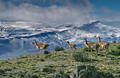 Guanacos graze with backdrop of snowy mountain. Torres Del Paine National Park, Chile, Patagonia