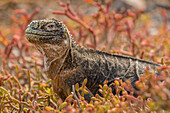 Ecuador, Galapagos National Park. Land iguana in red portulaca plants