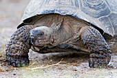 Ecuador, Galapagos Islands, Isabela, Urvina Bay, Galapagos giant tortoise (Geochelone vandenburgi) walking.