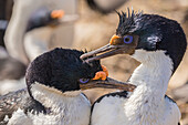 Falkland Islands, Bleaker Island. Imperial shags preening each other