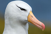 Falklandinseln, West Point Island. Schwarzbrauen-Albatros-Porträt.