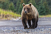 Grizzlybär, Lake-Clark-Nationalpark und Reservat, Alaska