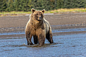 Grizzlybär, Lake-Clark-Nationalpark und Reservat, Alaska