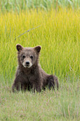 USA, Alaska. Grizzly Bear Cub, Ursus Arctos Horribilis, sitzt auf einer Wiese im Lake Clark National Park.