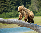 USA, Alaska, Grizzly Bear Cub