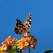 USA, Kalifornien. Distelfalter Schmetterling auf Lantana-Blüten