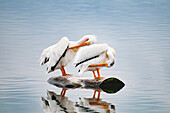 USA, Colorado. Paar weiße Pelikane.