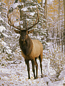 A bull elk in early winter in the Colorado Rocky Mountains