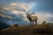 Bugling elk with a Colorado Rocky Mountain misty morning backdrop
