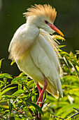 USA, Florida, Anastasia Island. Cattle egret in breeding plumage