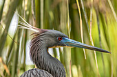 USA, Florida, Anastasia Island, Alligator Farm. Tri-colored heron in breeding plumage