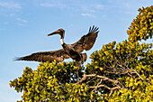 Brauner Pelikan fliegt im Ten Thousand Islands National Wildlife Refuge im Everglades National Park, Florida, USA