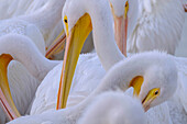 Florida, pelicans.