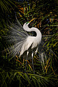 A great egret performs frequent displays using its' showy plumage during the breeding season.