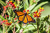 Monarch-Schmetterling leuchtet auf einer Wolfsmilchblüte.