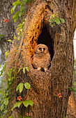 USA, Georgia, Savannah. Owl chick at nest in oak tree with trumpet vine blooming.
