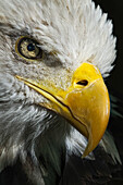 Close-up portrait of Bald eagle, Kentucky