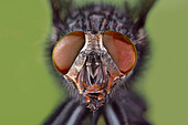 Extreme close-up of house fly head and face, Kentucky
