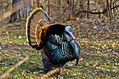 USA, Minnesota, Mendota Heights, Wild Turkey, Displaying