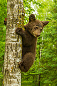 USA, Minnesota, Pine County. Black bear cub climbing tree