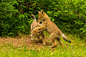 USA, Minnesota, Pine County. Coyote pups playing at den