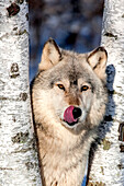 USA, Minnesota, Sandstone, Wolf in Birch Trees