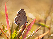 Hairstreak butterfly and dew. Wildcat Glade, Joplin, Missouri