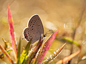 Hairstreak-Schmetterling und Tau. Wildkatzenlichtung, Joplin, Missouri