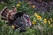 Tom turkey in breeding plumage in Great Basin National Park, Nevada, USA