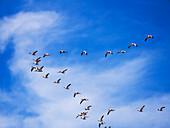 USA, New Mexico, Bosque del Apache National Wildlife Refuge, Snow Geese Flying in a V Pattern
