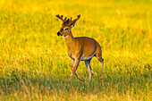 USA, South Dakota, Custer State Park. White-tailed deer buck with velvet antlers