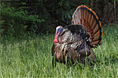 Male wild turkey in full breeding display. Great Smoky Mountains, National Park, Tennessee