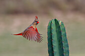 Female northern cardinal in flight, Rio Grand Valley, Texas