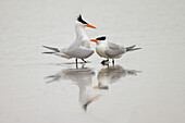 Royal terns in courtship display, South Padre Island, Texas