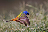 Male Painted bunting flying. Rio Grande Valley, Texas