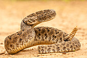 USA, Texas, Hidalgo County. Western diamondback rattlesnake coiled to strike