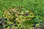 USA, Texas, Santa Clara Ranch. Leopard frog in duckweed-filled pond.