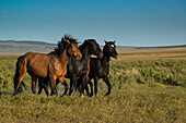 Wild stallions of Onaqui Herd graze along Pony Express Byway near Dugway and Salt Lake City, Utah, USA.