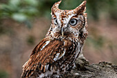 Vienna, Virginia. Eastern Screech Owl with steel grey eyes stands on a tree stump