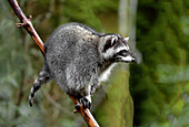 Raccoon (Procyon lotor) in tree, western, Washington State, USA