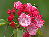 Washington State. Mountain laurel