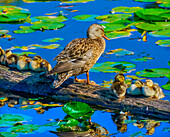 Female mallard duck and baby ducks, Juanita Bay Park, Kirkland, Washington State