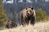 USA, Wyoming, Bridger-Teton National Forest. Grizzlybär-Sau mit Frühlingsjungen.