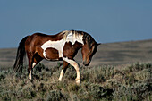 USA, Wyoming. Wild stallion walking toward rival in desert sage brush.