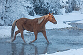 Ausritt im Winter auf Hideout Ranch, Shell, Wyoming. Pferd, das Shell Creek-Schnee überquert.
