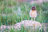 USA, Wyoming, Sublette County, Pinedale, Burrowing Owl chick stands at it's burrow with a head tilt in.